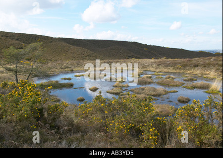 Studland Heath eine biologisch wichtige Heide reservieren auf der Isle of Purbeck Dorset Stockfoto
