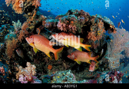 Riesige Squirrelfish Sargocentron Spiniferum Fisch Schutz unter einem Felsvorsprung in Weichkorallen Rep Malediven Indischer Ozean bedeckt Stockfoto