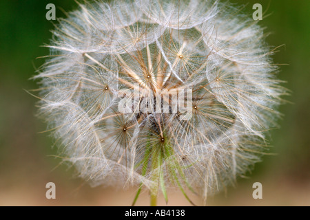 Flauschige, weiße Samen Leiter der Löwenzahn, Taraxacum Officianale. Kinder behaupten, es ist eine Uhr, zählen Samen links nach weht Stockfoto