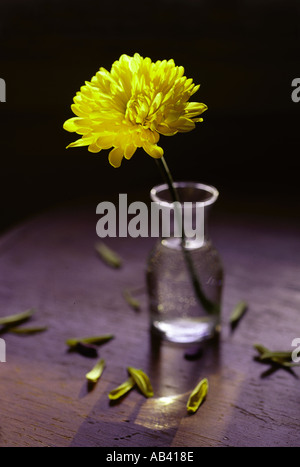Verlorene Liebe, unheilbaren Krankheit und Traurigkeit Konzepte. Blume in ein kleines Glas-Vase mit Blütenblätter fallen aus Stockfoto