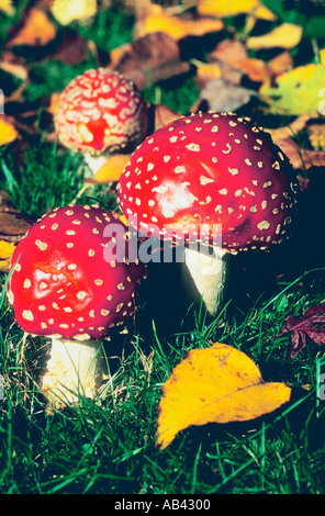 Fliegenpilz Amanita Muscaria Fliegenpilz Stockfoto