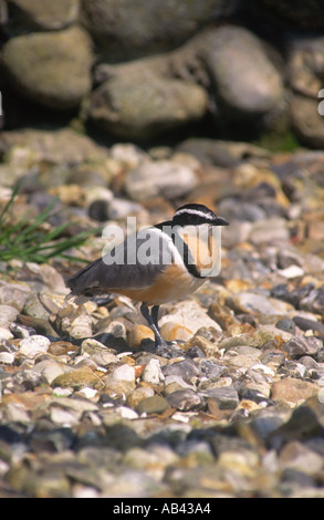 Ägyptische Regenpfeifer Stockfoto