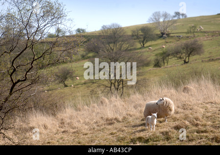 EIN MUTTERSCHAF MIT IHREM LAMM AUF EINEM HÜGEL IN WALES GROßBRITANNIEN Stockfoto