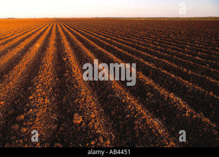 Landwirtschaft - ein frisch präparierten Feld im späten Nachmittag Licht warten auf die nächste Ernte gepflanzt werden / San Joaquin Valley, Kalifornien Stockfoto