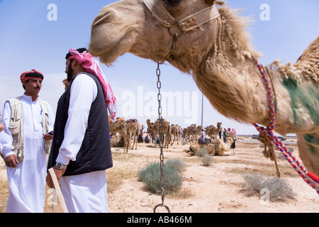 Das Kamel Rennen in Palmyra Syrien Stockfoto