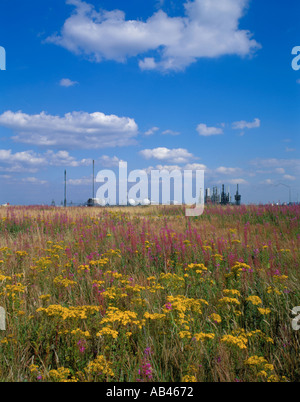 Wilde Blumen und petrochemischen Raffinerie an einem hellen Sommertag; Seal Sands, Teesside, England, UK. Stockfoto