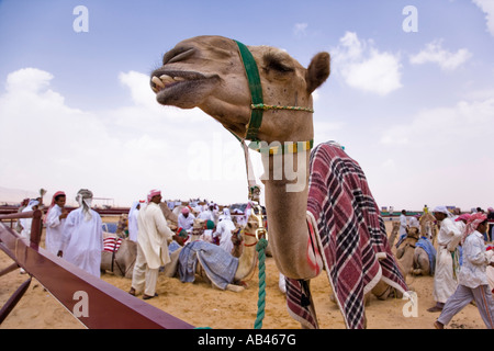 Ein Kamel Rennen im Fahrerlager neben der Rennstrecke in Palmyra die Rennen sind jedes Jahr im Rahmen des Festivals Palmyra statt. Stockfoto