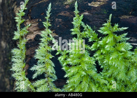 Moos, Brachythecium rutabulum auf toter Sycamore, Wales, Großbritannien. Stockfoto