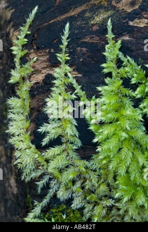 Moos, Brachythecium rutabulum auf toter Sycamore, Wales, Großbritannien. Stockfoto