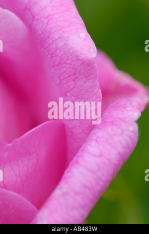 Damaszener Rose, Rosa Damascena. Stockfoto