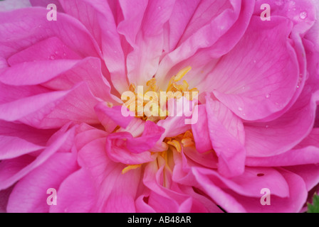 Damaszenrose, Rosa damascena, Wales, Großbritannien. Stockfoto