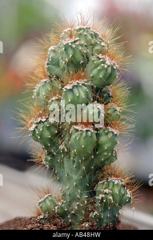 Cereus Peruvianus Monstrosus Kakteen (Neugier Pflanze oder peruanische Torch) Stockfoto