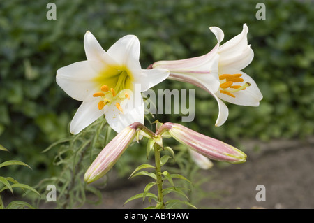 Weiße gelbe Frühlingsblumen von Regal Lilie - Liliaceae - Lilium Regale, Westchina. Schöne blühende Lilien mit orangenem Pollen und grünen Knospen. Stockfoto
