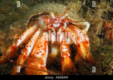 Closeup Hermit crab Pagurus Bernhardus Leben unter Wasser in der Schale Wellhornschnecke Stockfoto