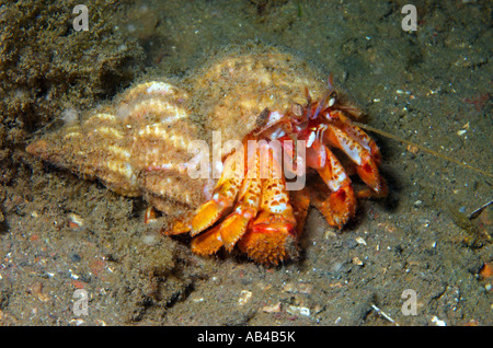 Einsiedlerkrebs Pagurus Bernhardus Leben unter Wasser in der Schale Wellhornschnecke Stockfoto