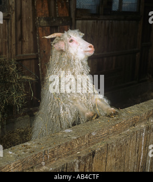 Angora-Ziege im Stall Stockfoto