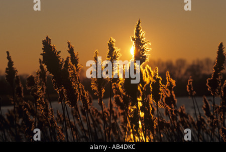 Schilf Phragmites Communis bei Sonnenuntergang North Norfolk Feuchtgebiete Stockfoto