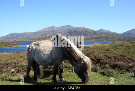 Eriskay Pony und Thacla Loch Druidibeg Nature reserve South Uist äußeren Hebriden Schottland Juni 2007 Stockfoto