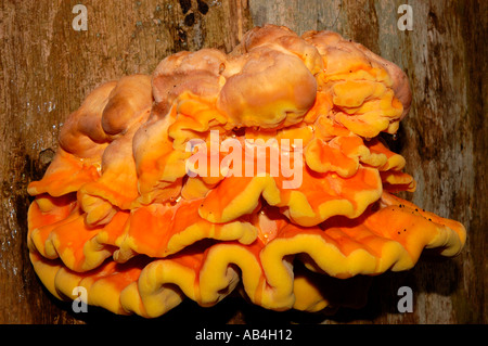 Nahaufnahme von Chicken of the Woods Pilz Fungi England Vereinigtes Königreich GB Großbritannien Stockfoto