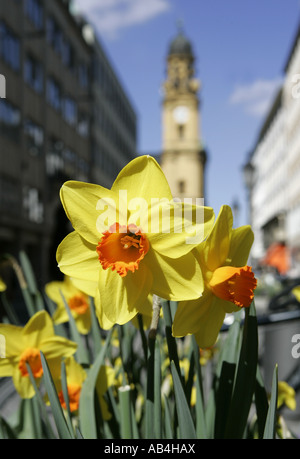 Narzissen in aus Fußgängerzone in München, Deutschland Stockfoto