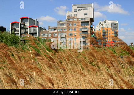 Schilf auf angelegten Wildlife Centre und Wohnung Blöcke im Greenwich Millennium Village, London, UK, Juni 2005. Stockfoto