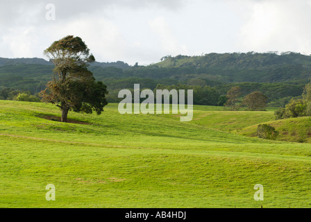 Baum auf der grünen Weide, Kauai, Hawaii Stockfoto