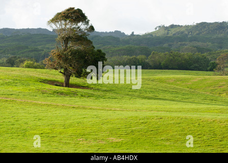 Baum auf der grünen Weide, Kauai, Hawaii Stockfoto