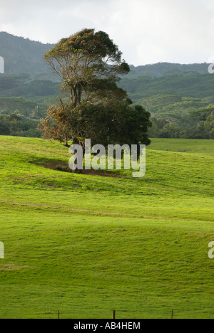 Baum auf der grünen Weide, Kauai, Hawaii Stockfoto