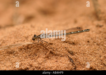 Gemeinsamen blue Damselfly weibliche Enallagma cyathigerum Stockfoto