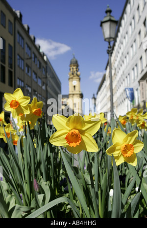 Narzissen in aus Fußgängerzone in München, Deutschland Stockfoto