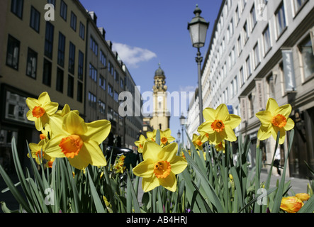 Narzissen in aus Fußgängerzone in München, Deutschland Stockfoto