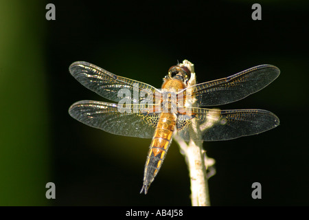 Vier spotted Chaser Libellula quadrimaculata Stockfoto