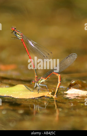 große rote Damselfly Pyrrhosoma nymphula Stockfoto