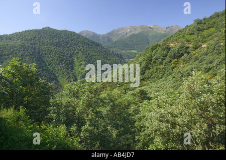 Buche Wälder an den unteren hängen der Picos de Europa Bergen Nordspaniens Stockfoto