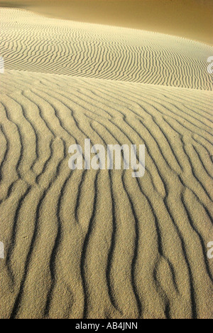 Sanddünen, Raabjerg Mile, Skagen, Dänemark Stockfoto