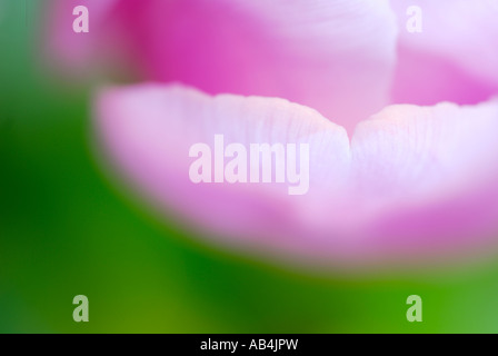 Nahaufnahme von Tulpen Stockfoto