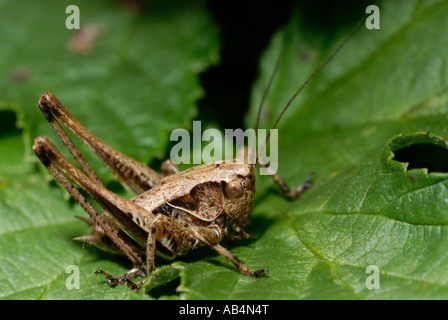 Wart Biter Decticus verrucivorus Bush Cricket, Wales, Großbritannien. Stockfoto