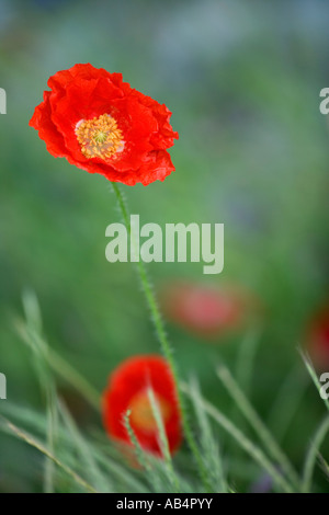 Mohn "Shirley" Blüte auf Wiese, California Stockfoto