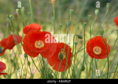 Mohn blüht in Feld, frühen Morgenlicht, California Stockfoto