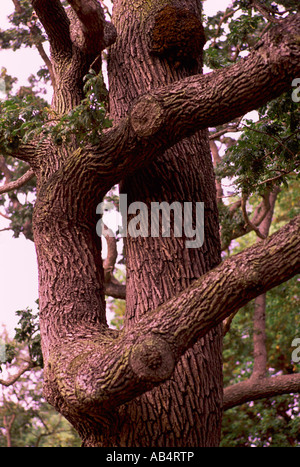 Garry-Eiche (Quercus Garryana) in Beacon Hill Park, Victoria, BC, Britisch-Kolumbien, Kanada Stockfoto