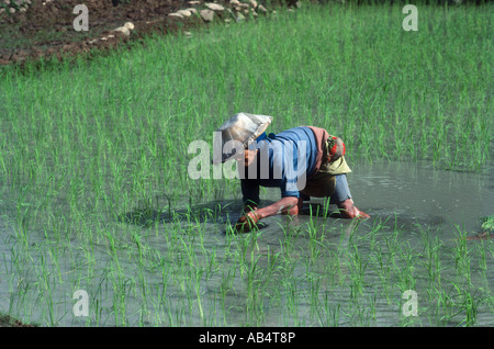 Kordilleren, Banaue, Reisterrassen Stockfoto