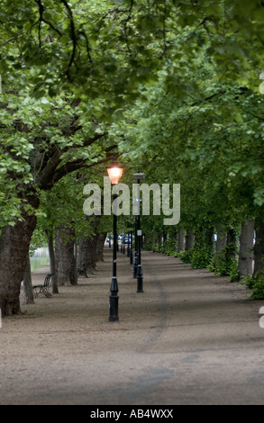 Allee der Bäume mit Straßenlaternen durch Flußdamm in Bedford uk Stockfoto