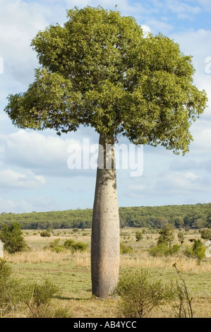 Boab 3466 australischen Flaschenbaum Brachychiton rupestre Stockfoto