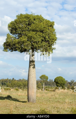 Boab 3467 australischen Flaschenbaum Brachychiton rupestre Stockfoto