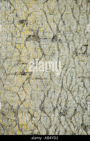 Boab 3468 australischen Flaschenbaum Brachychiton rupestre Stockfoto