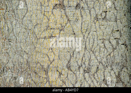 Boab 3469 australischen Flaschenbaum Brachychiton rupestre Stockfoto