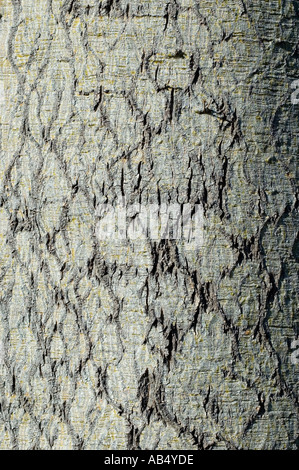 Boab 3471 australischen Flaschenbaum Brachychiton rupestre Stockfoto