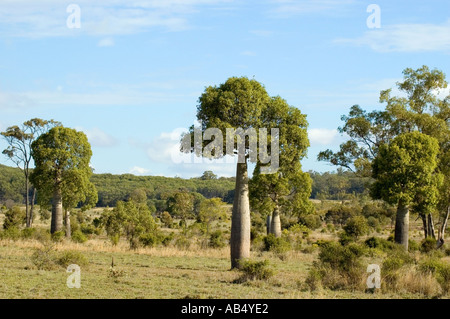 Boab australischen Flaschenbaum Brachychiton rupestre Stockfoto