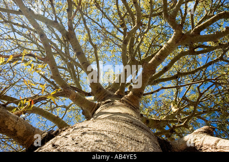 Boab 3541 australischen Flaschenbaum Brachychiton rupestre Stockfoto