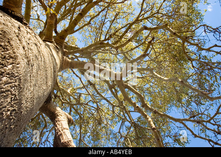 Boab 3542 australischen Flaschenbaum Brachychiton rupestre Stockfoto